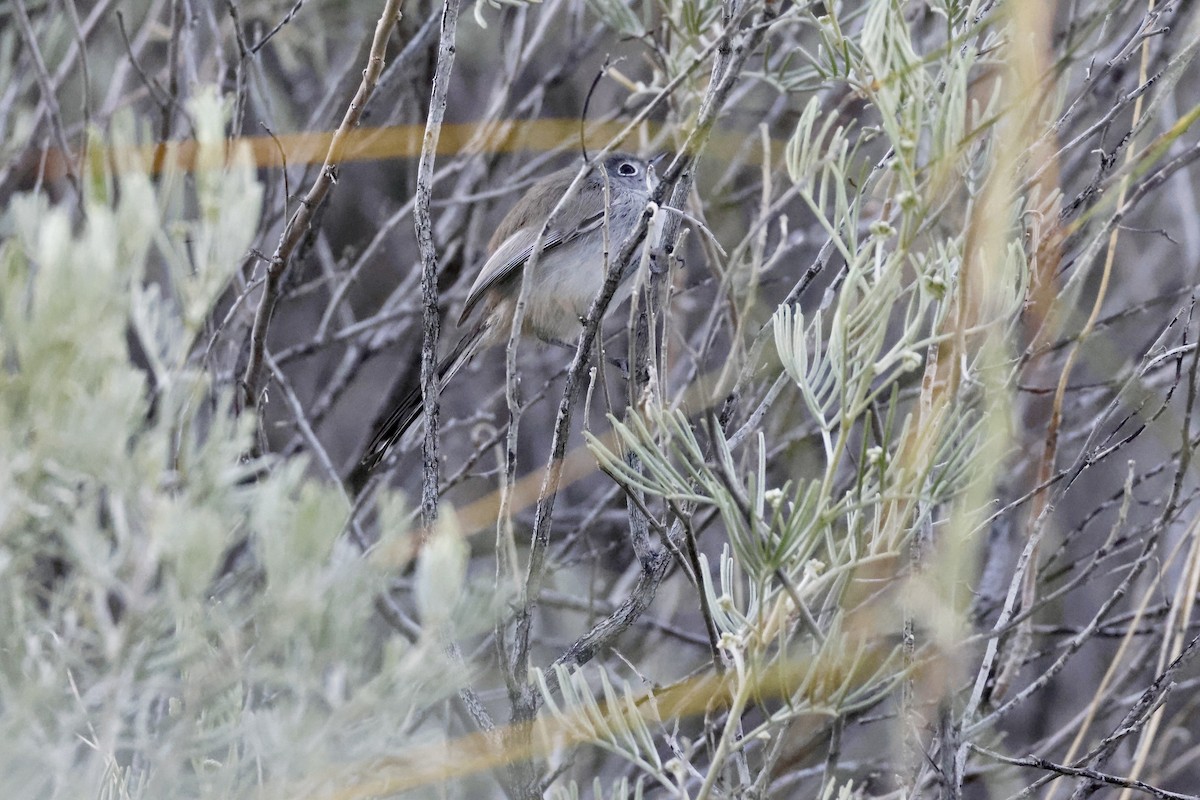 Голубая комароловка - ML647249525