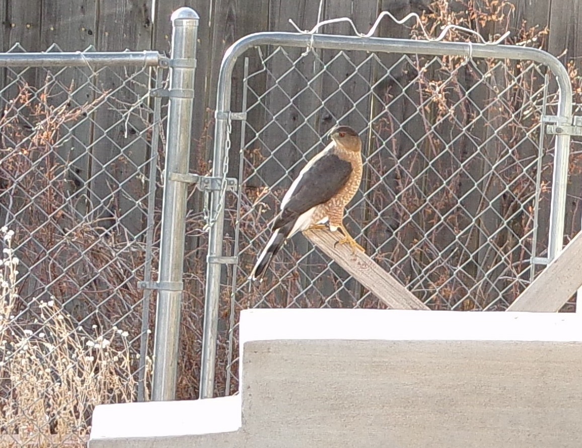 jestřáb americký - ML647249529