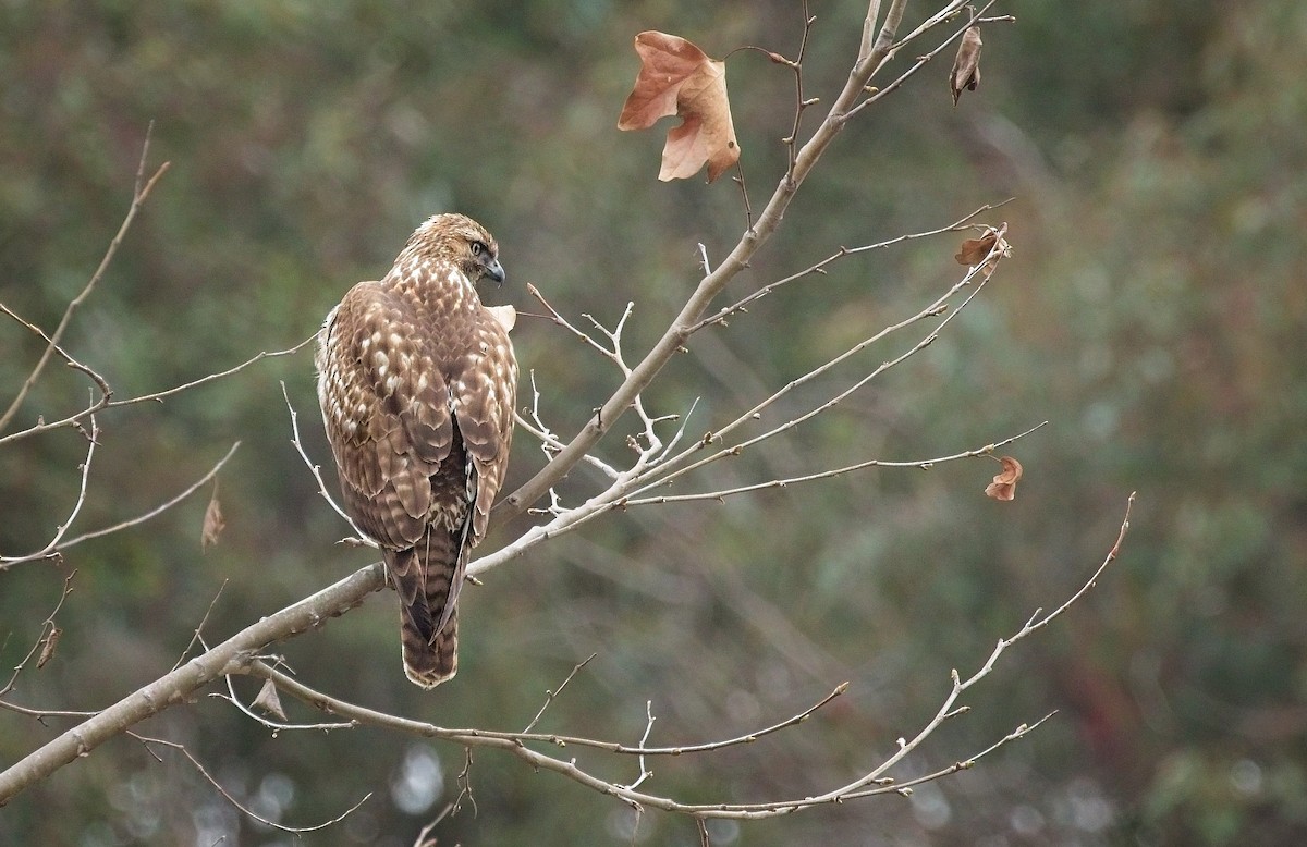 Red-tailed Hawk - ML647249530