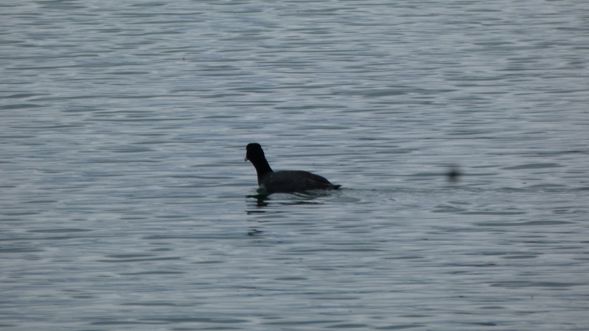 lyska americká - ML647249532