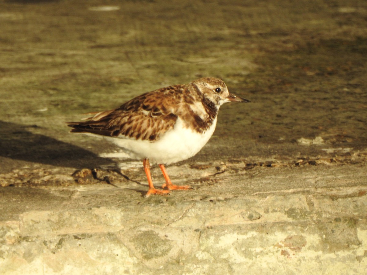 Ruddy Turnstone - ML647249534