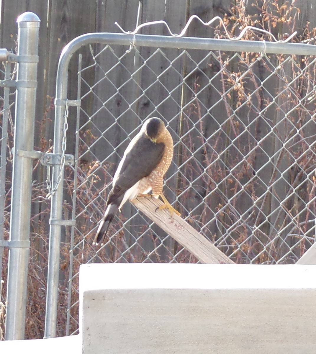 jestřáb americký - ML647249539