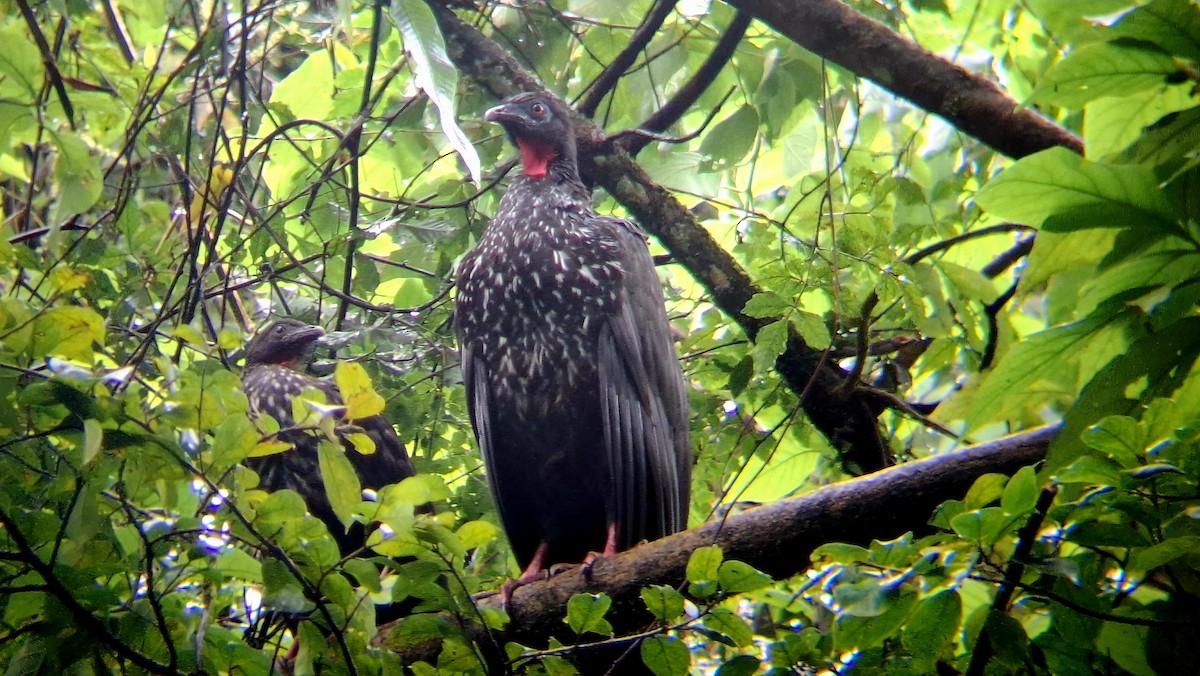 Crested Guan - ML647249553