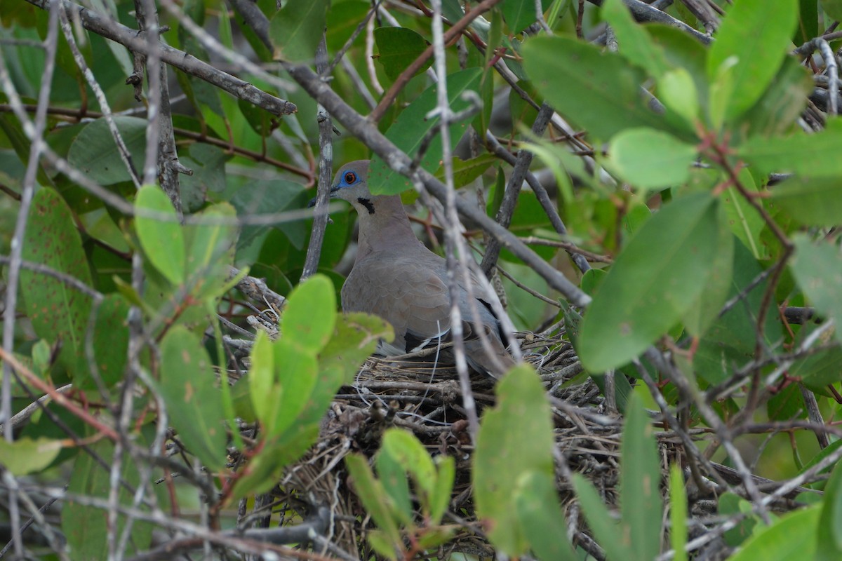 White-winged Dove - ML647249559