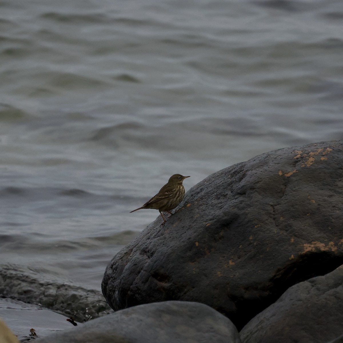 Rock Pipit - ML647249566