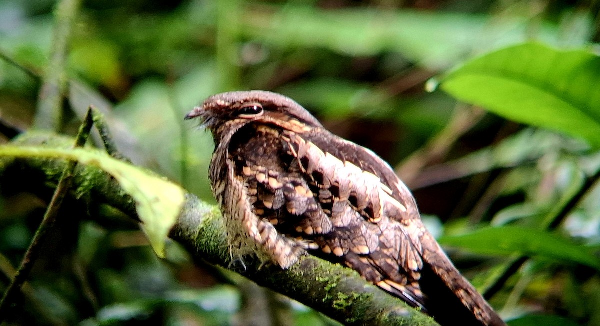 Common Pauraque - ML647249568