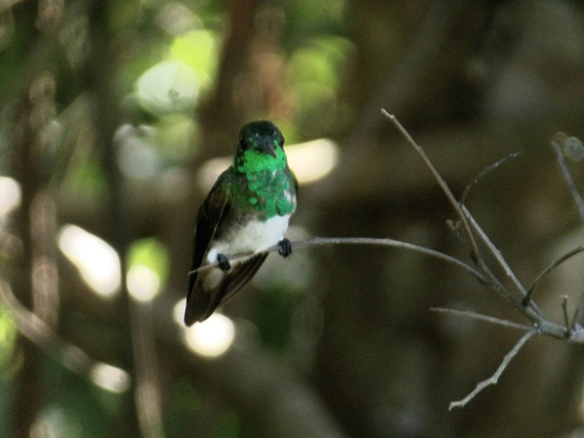 Snowy-bellied Hummingbird - ML647249570