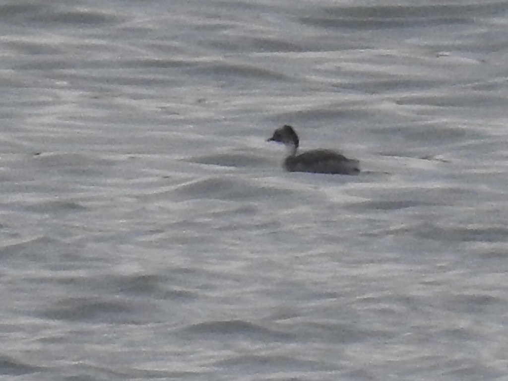 Silvery Grebe - ML647249571