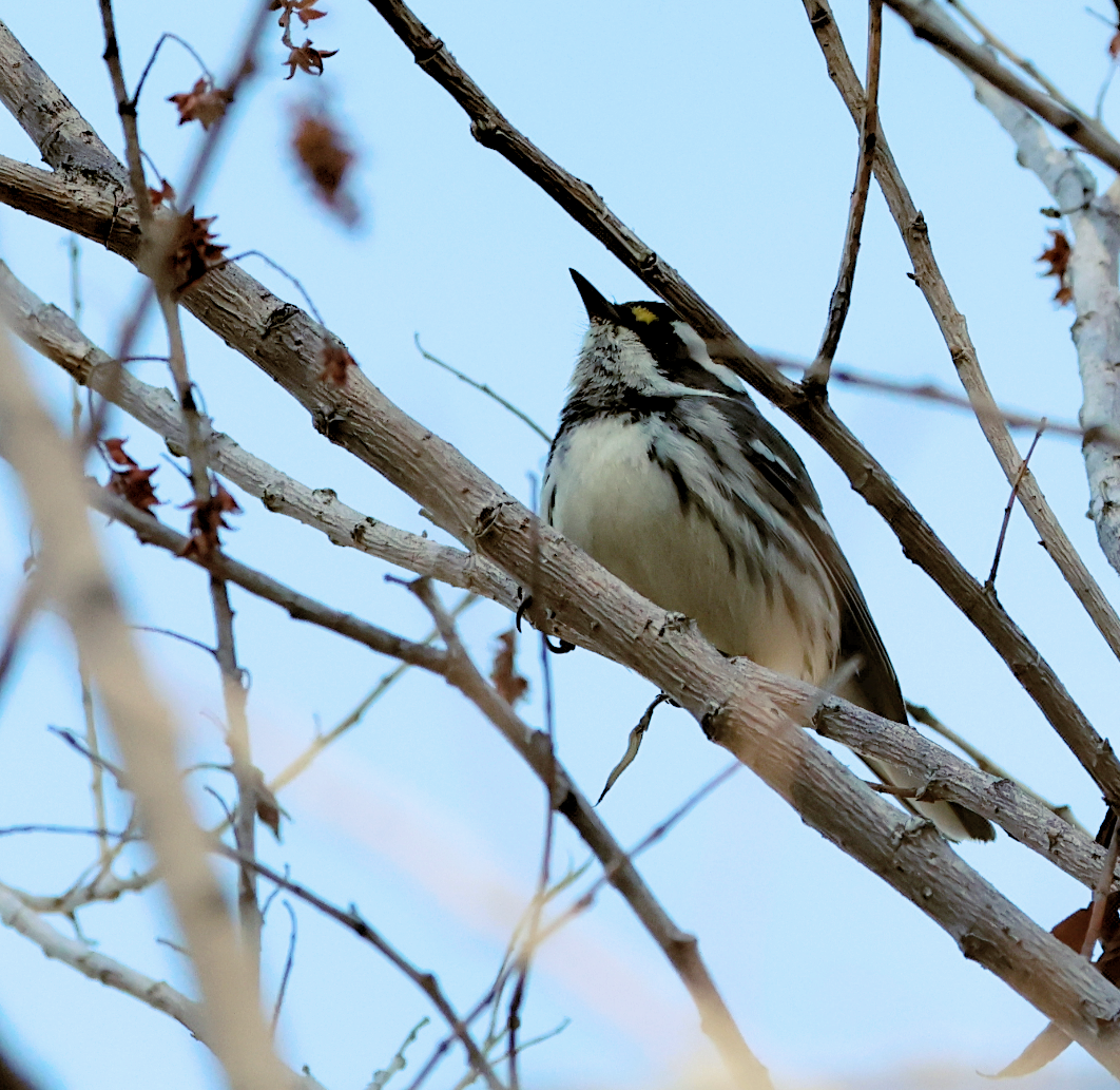 Black-throated Gray Warbler - ML647249587