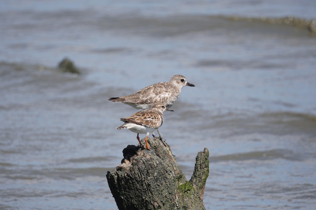 Ruddy Turnstone - ML647249602