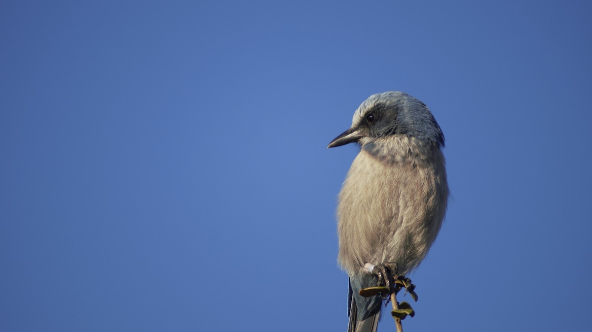 Florida Scrub-Jay - ML647249625