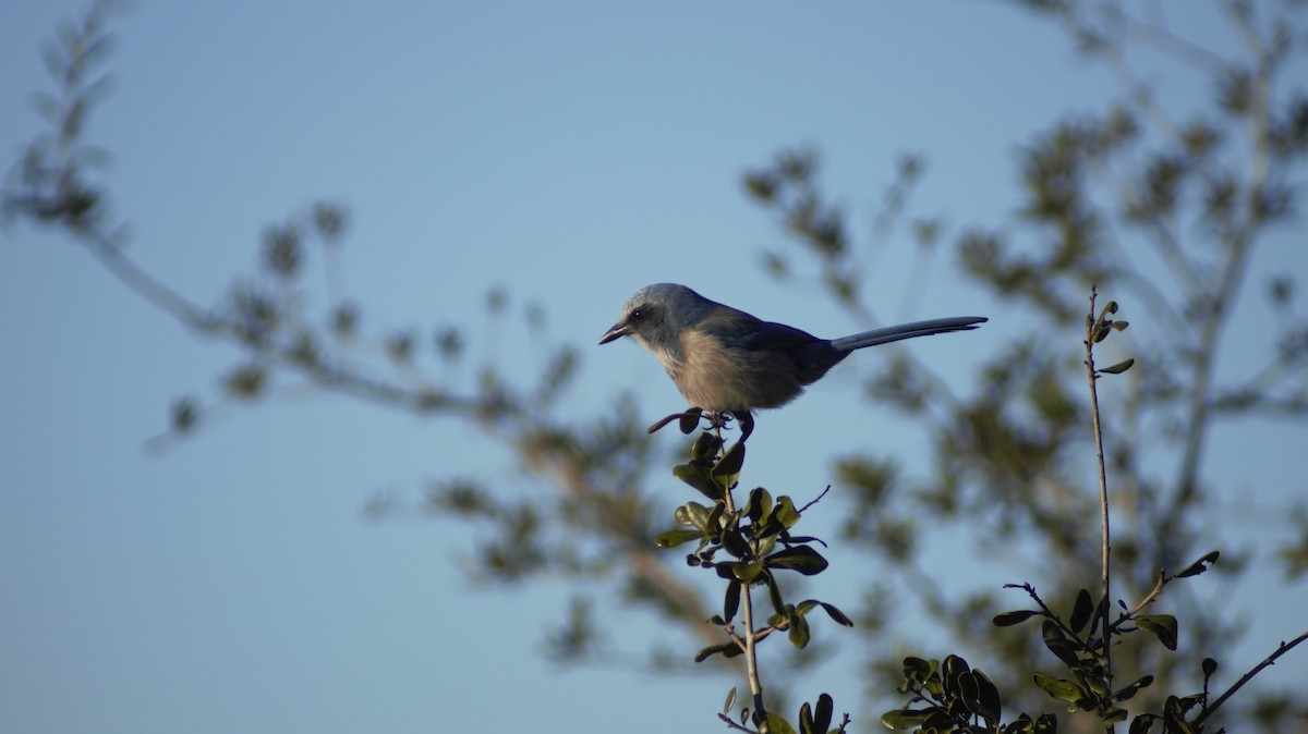 Florida Scrub-Jay - ML647249626