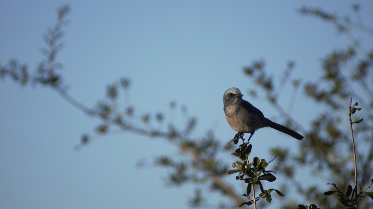 Florida Scrub-Jay - ML647249627