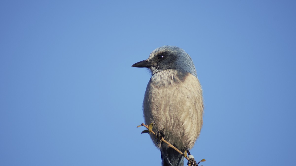 Florida Scrub-Jay - ML647249628