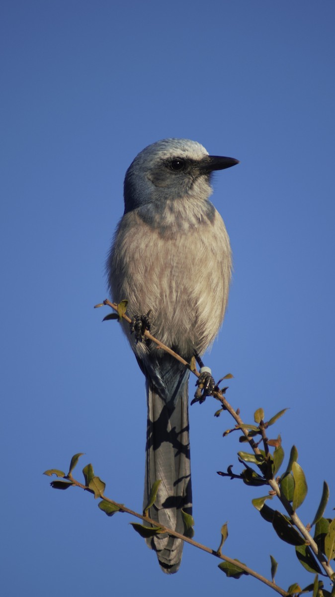 Florida Scrub-Jay - ML647249629