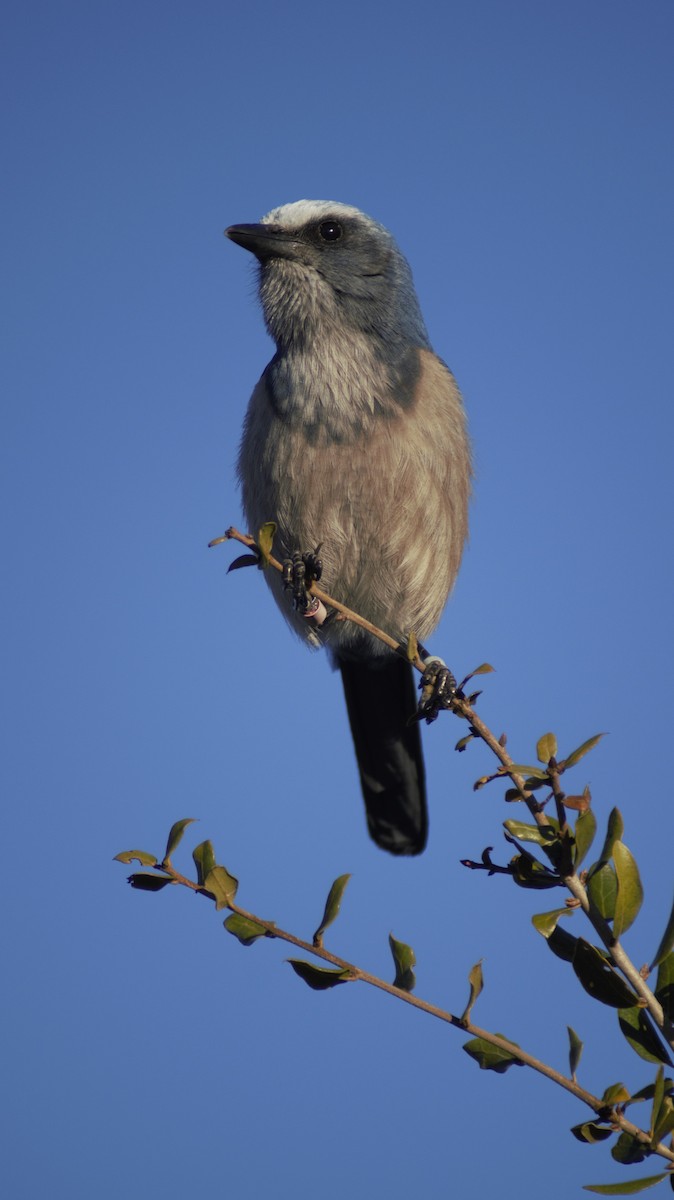 Florida Scrub-Jay - ML647249630