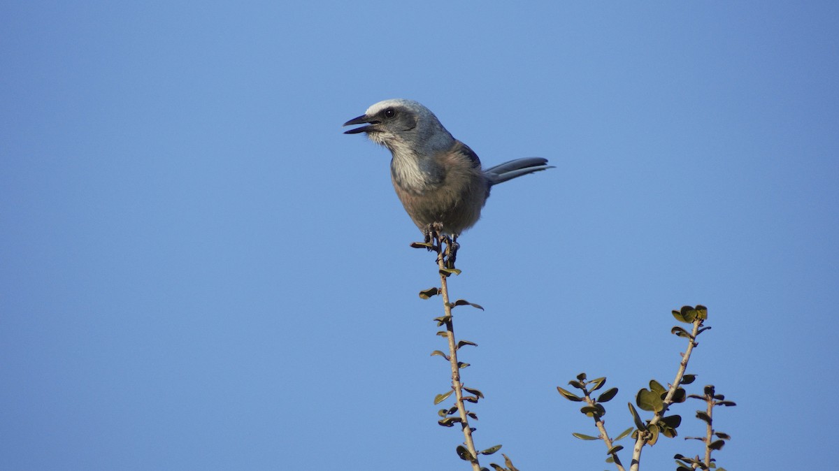 Florida Scrub-Jay - ML647249631
