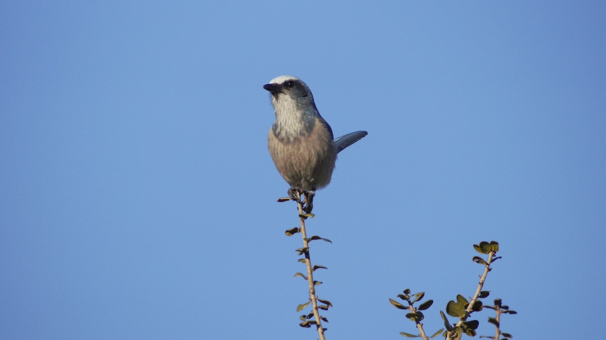 Florida Scrub-Jay - ML647249632