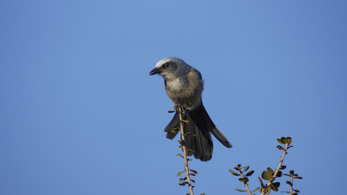 Florida Scrub-Jay - ML647249633