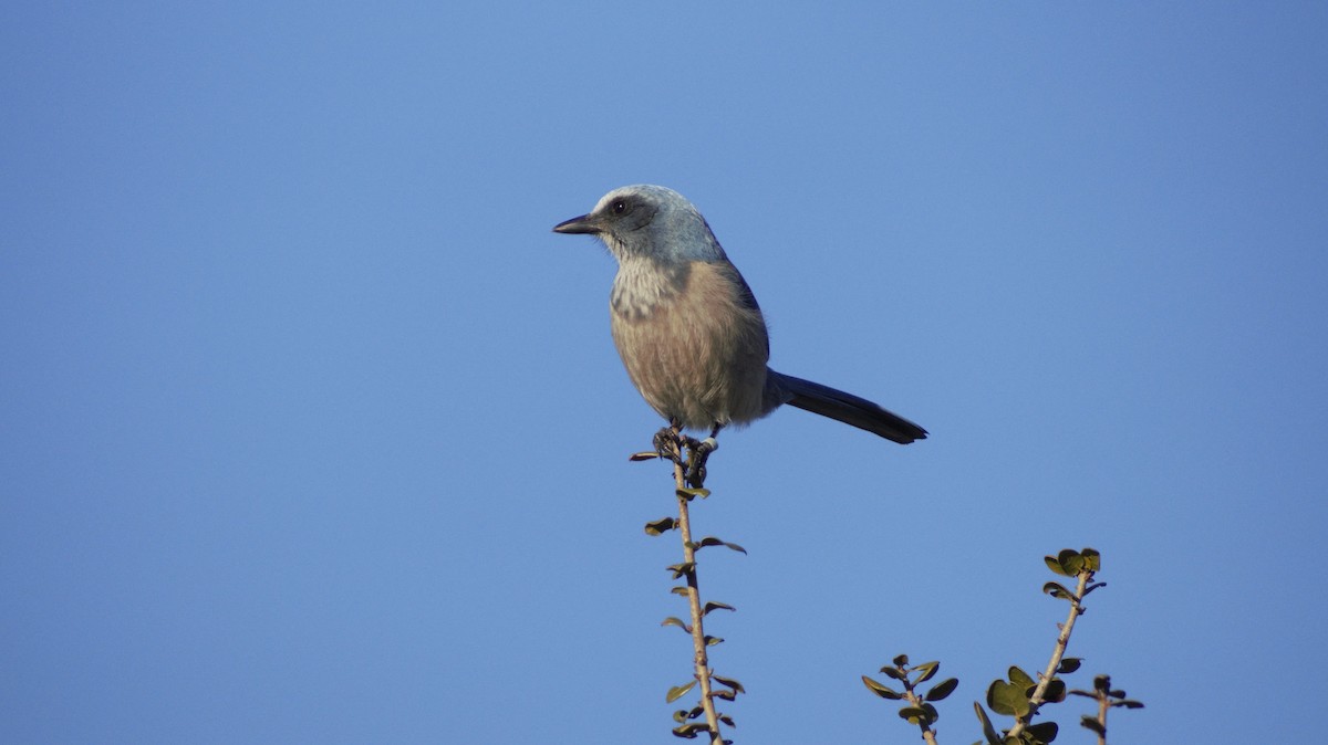 Florida Scrub-Jay - ML647249634