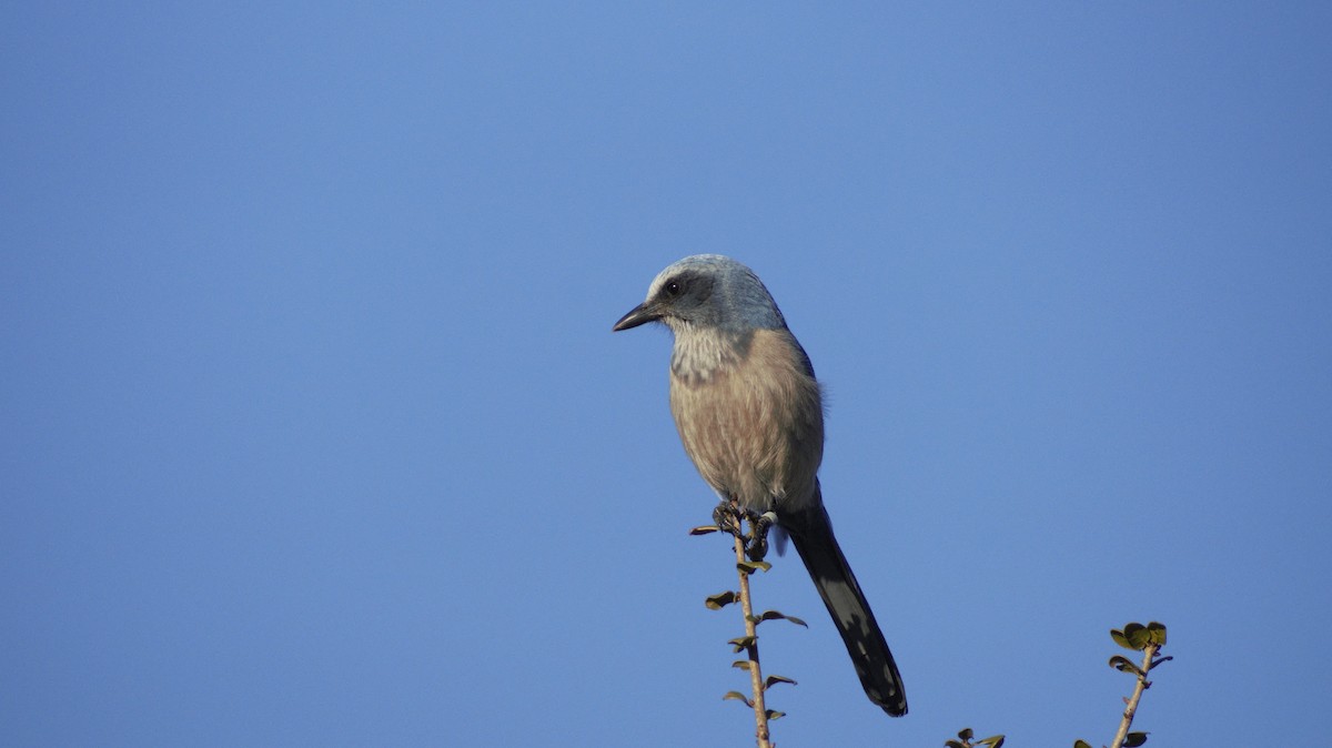 Florida Scrub-Jay - ML647249635