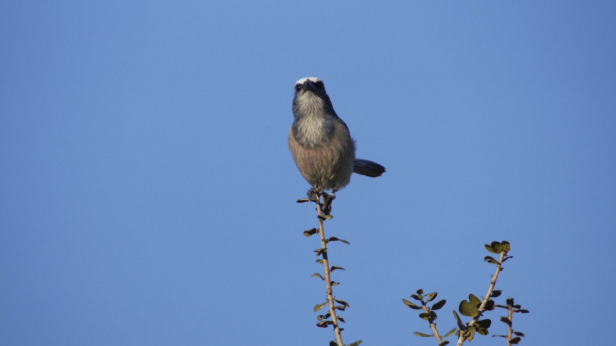 Florida Scrub-Jay - ML647249637