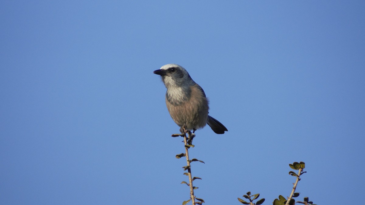 Florida Scrub-Jay - ML647249638
