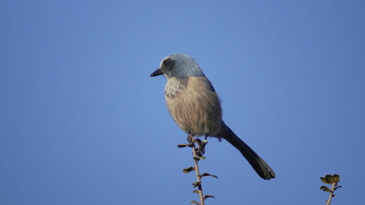 Florida Scrub-Jay - ML647249639