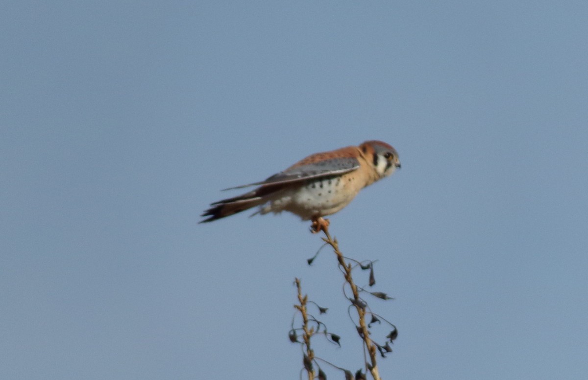 poštolka pestrá - ML647249642