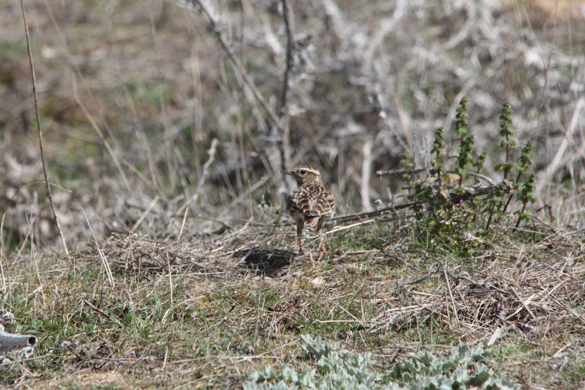 Wood Lark - ML647249651