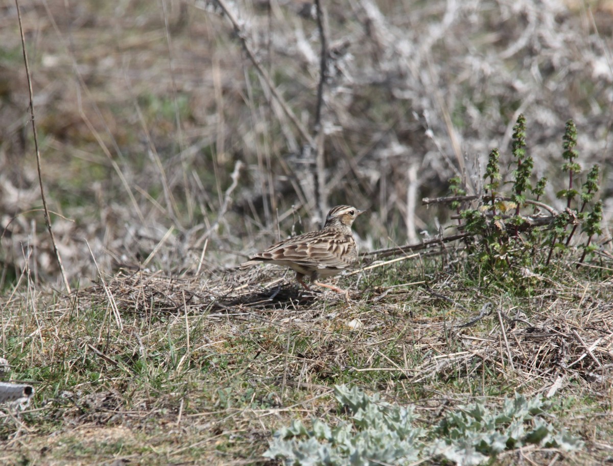 Wood Lark - ML647249652