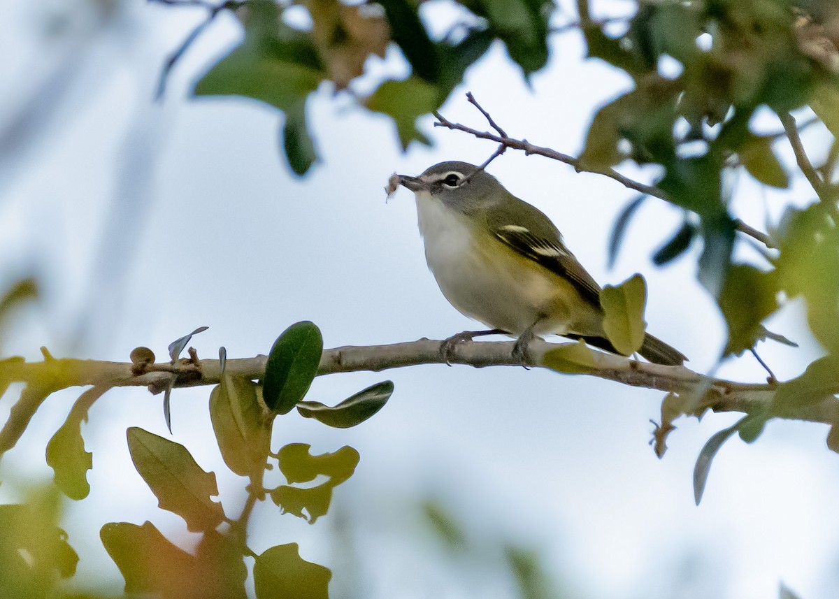 フタスジモズモドキ - ML647249653