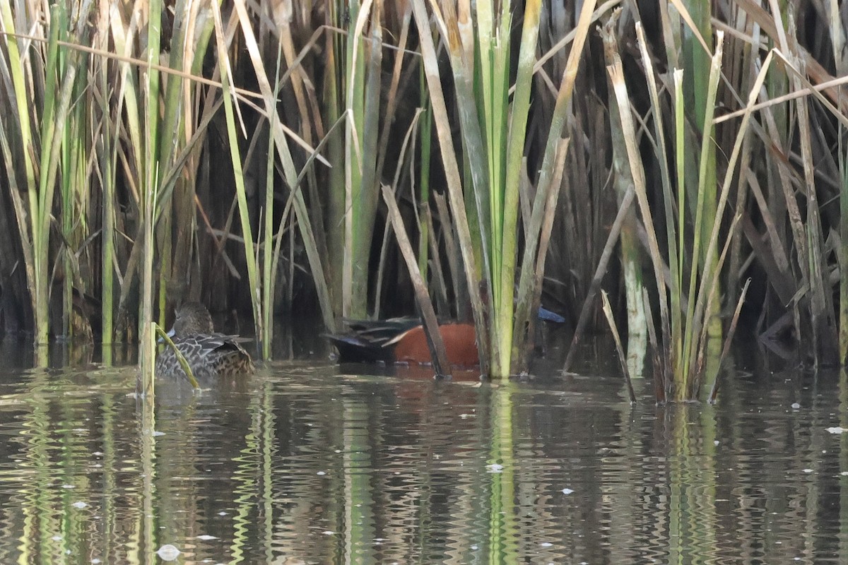 Cinnamon Teal - ML647249658