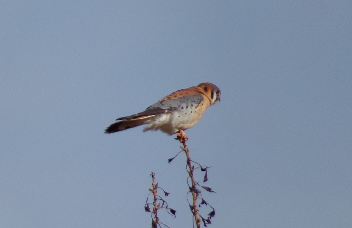 poštolka pestrá - ML647249659