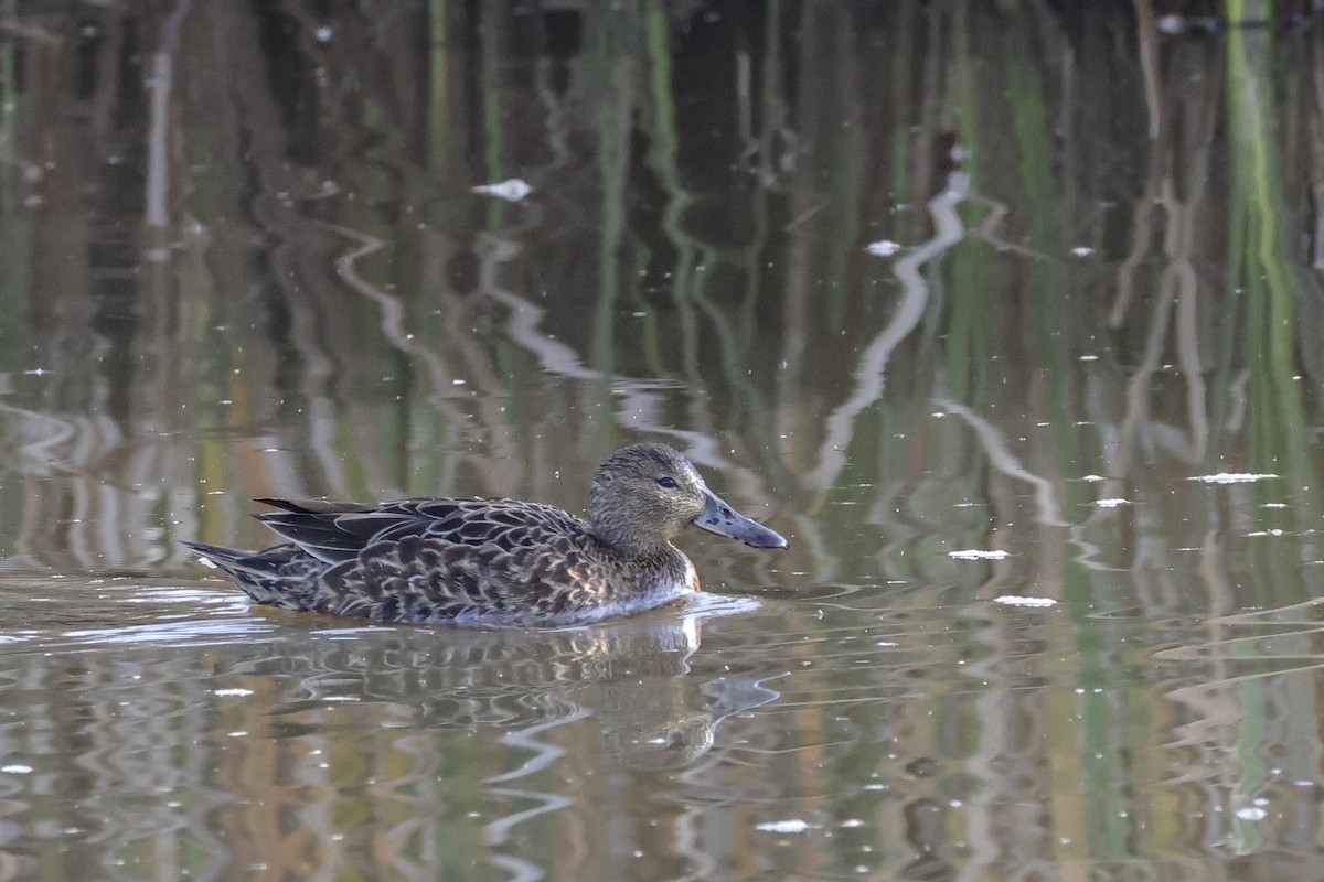 Cinnamon Teal - ML647249670