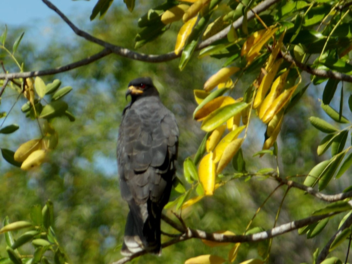 Snail Kite - ML647249671