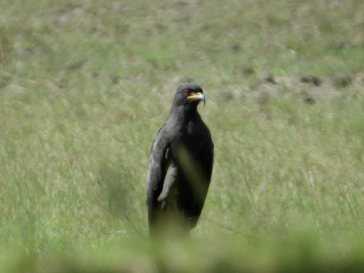 Snail Kite - ML647249672