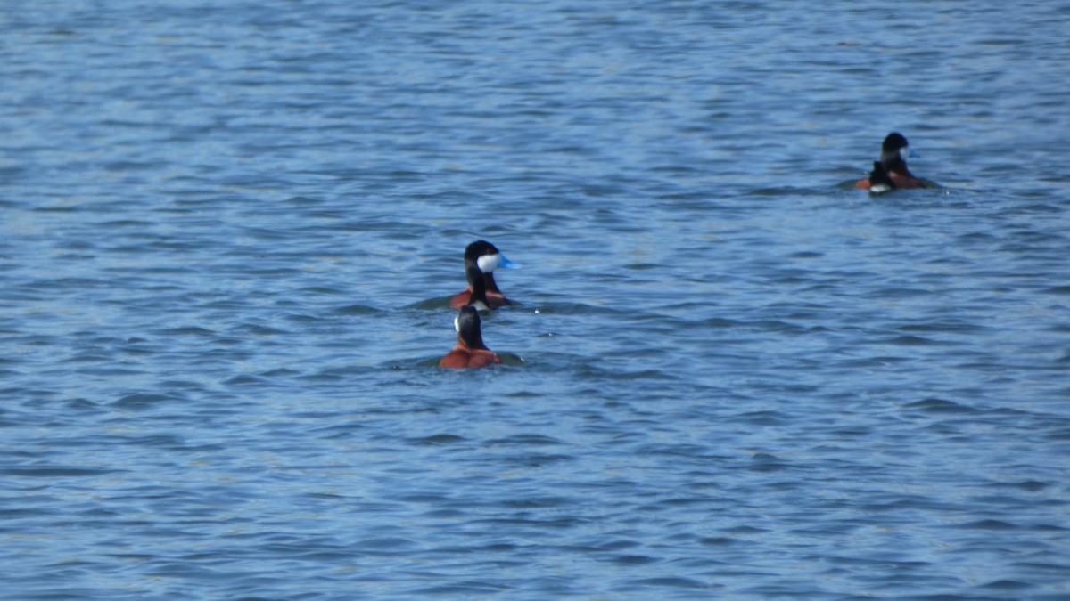 kachnice kaštanová - ML647249676