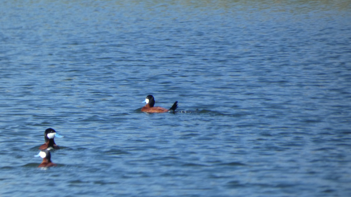 kachnice kaštanová - ML647249683