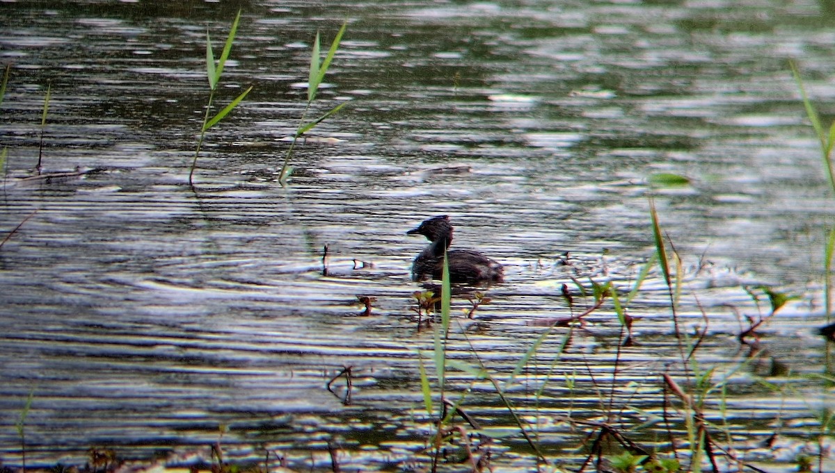 Least Grebe - ML647249702