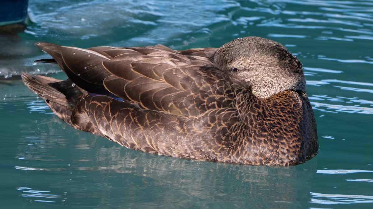 ברווז שחור אמריקני - ML647249706