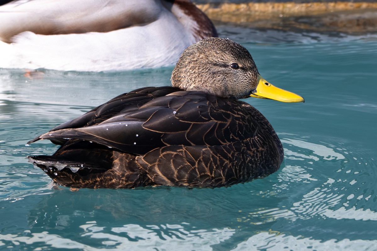 ברווז שחור אמריקני - ML647249708