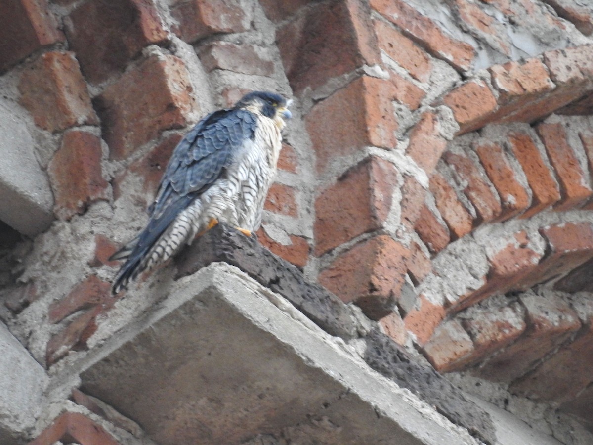 遊隼 - ML647249710