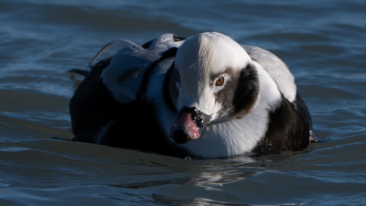 ברווז קרח - ML647249722