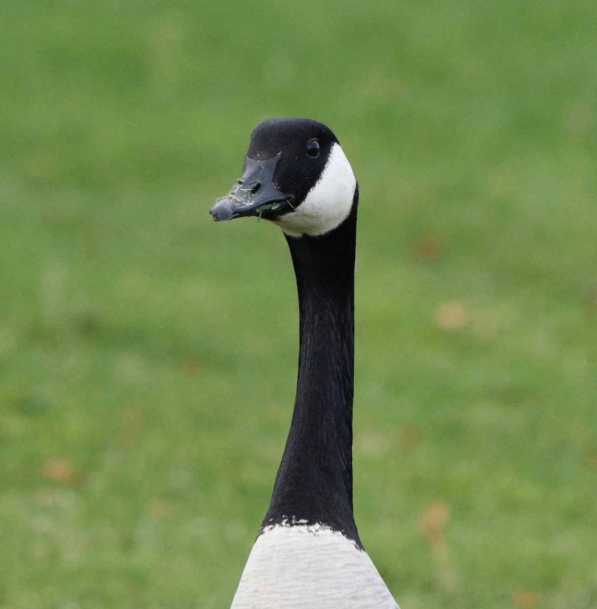 ברנטה קנדית - ML647249724