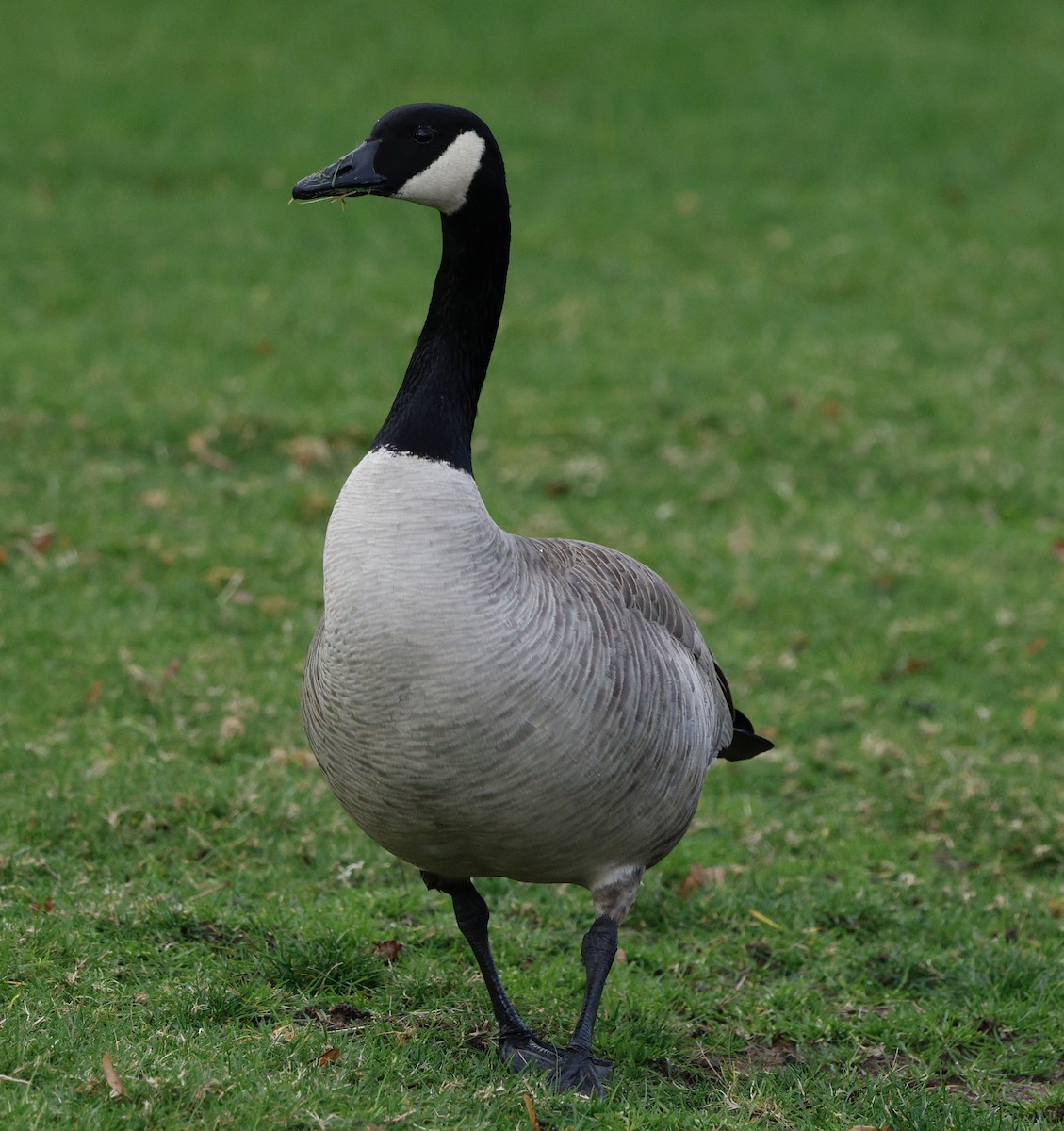 ברנטה קנדית - ML647249725