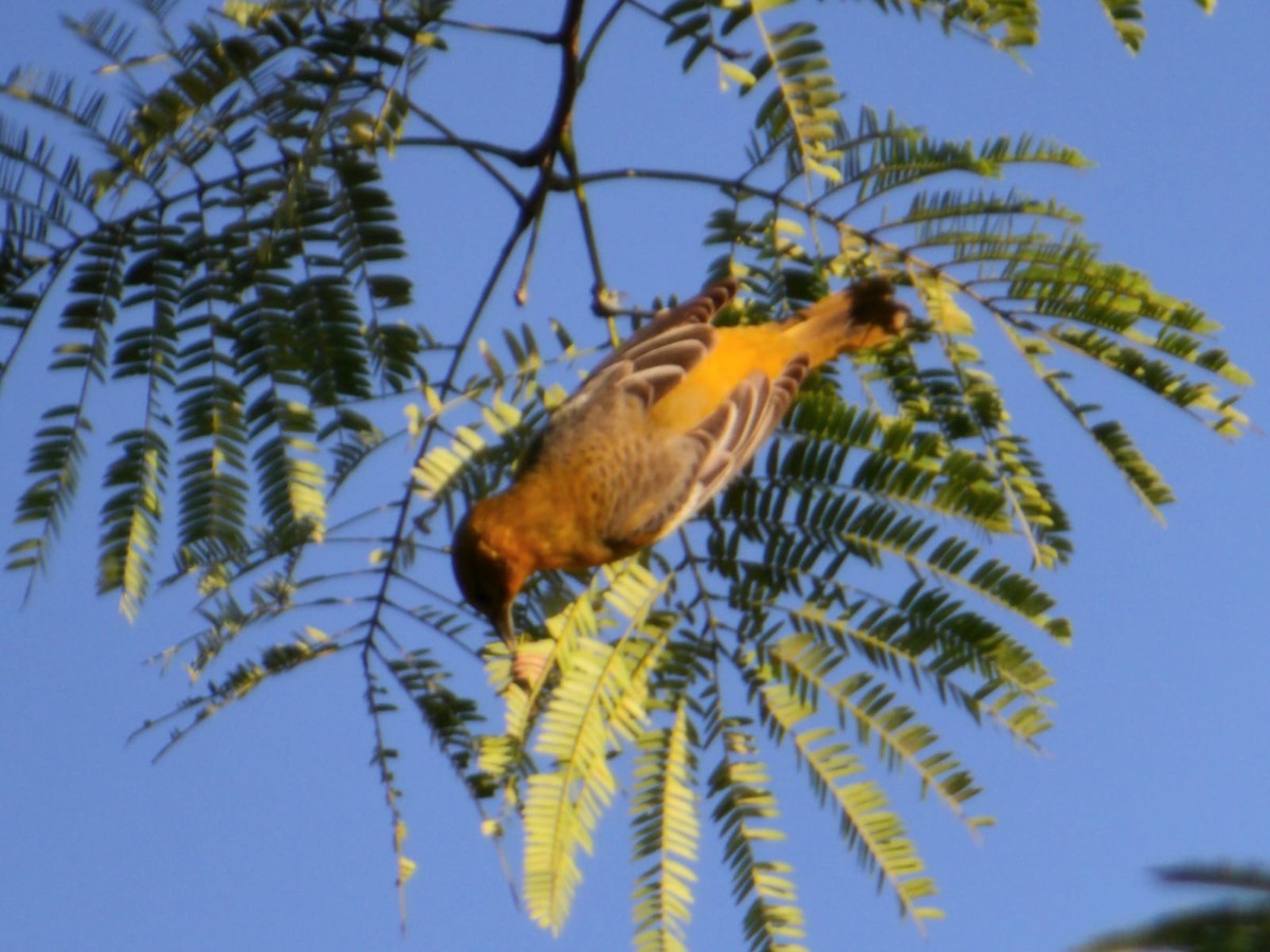 Baltimore Oriole - ML647249726