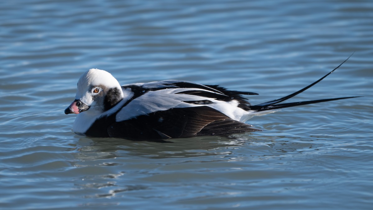 ברווז קרח - ML647249727