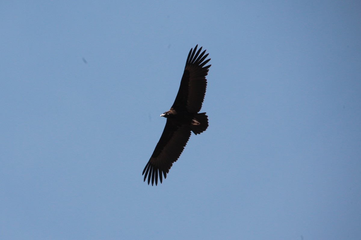 Sai beltza - ML647249728