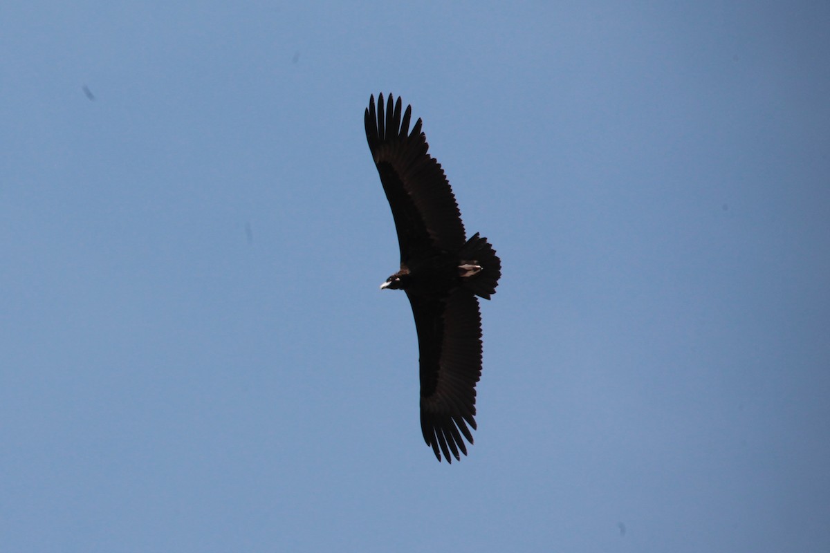 Sai beltza - ML647249729